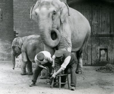 Elefante indiano femmina adulta, Assam Lukhi con il custode Charles Eyles, mentre le vengono tagliate le unghie allo Zoo di Londra, settembre 1923 da Frederick William Bond